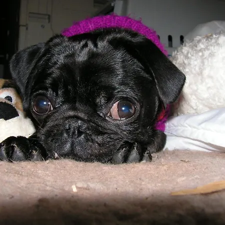 Maison d'hôtes Bauer Schmidt Bauer's Budget-hotel 3*