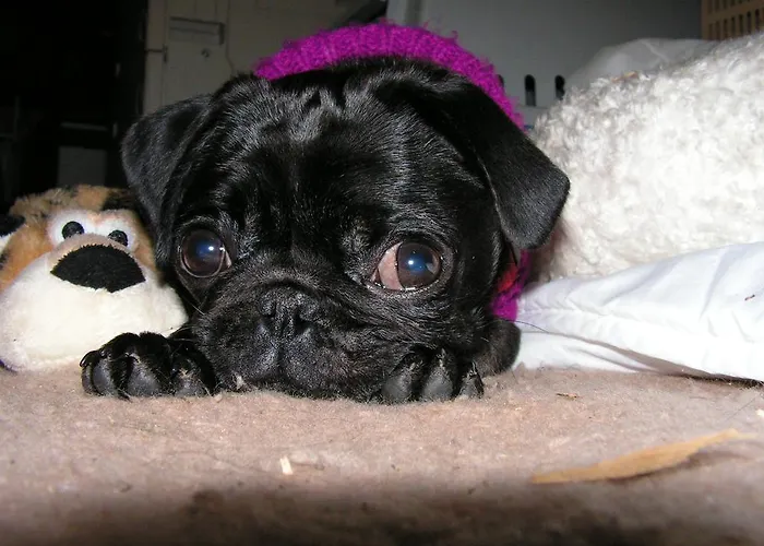 Casa de hóspedes Bauer Schmidt Bauer's Budget-hotel 3*