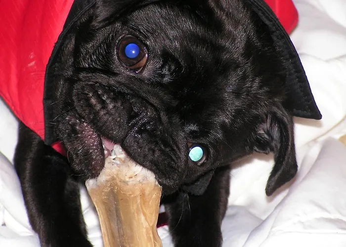 Bauer Schmidt Bauer's Budget-hotel Casa de hóspedes 3*